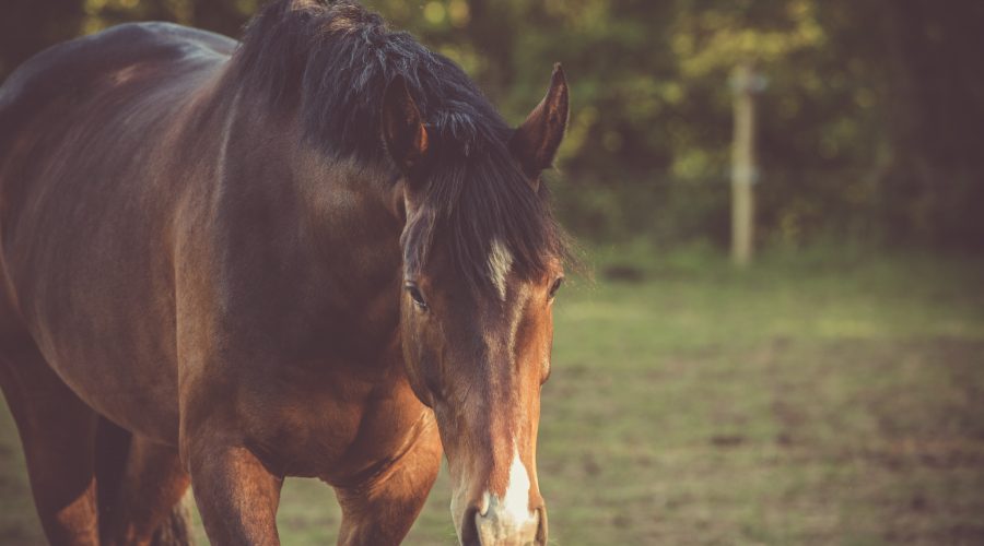 Brun hest