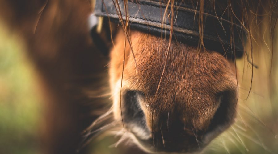 Hestemule