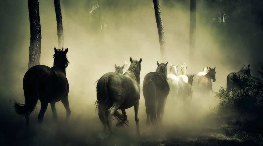 running_horses